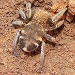 Seothyra fasciata